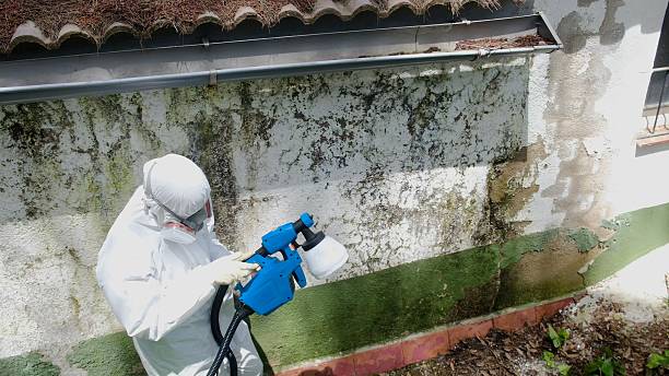 Top rated local Mold Cleanup specialists in Hudson, FL